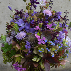 Blumen Bestellung KORNROSE Beringen